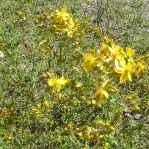 Hypericum perforatum at Symonston, ACT - 11 Nov 2018