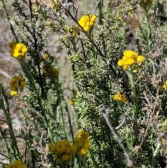 Chrysocephalum semipapposum (Clustered Everlasting) at Deakin, ACT - 11 Nov 2018 by JackyF