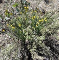 Chrysocephalum semipapposum at Deakin, ACT - 11 Nov 2018