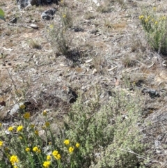 Chrysocephalum semipapposum at Deakin, ACT - 11 Nov 2018