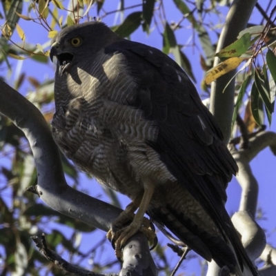 Accipiter fasciatus (Brown Goshawk) at Deakin, ACT - 10 Nov 2018 by BIrdsinCanberra