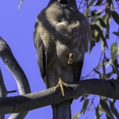 Accipiter fasciatus at Deakin, ACT - 11 Nov 2018