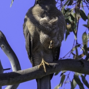 Accipiter fasciatus at Deakin, ACT - 11 Nov 2018