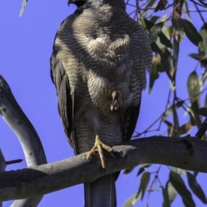 Accipiter fasciatus at Deakin, ACT - 11 Nov 2018