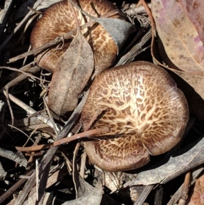 Lentinus arcularius (Fringed Polypore) at Hughes, ACT - 11 Nov 2018 by JackyF