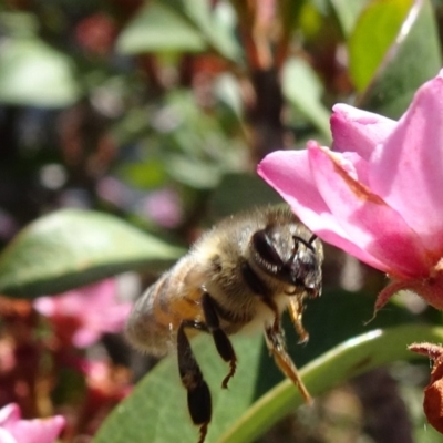 Apis mellifera (European honey bee) at National Arboretum Forests - 11 Nov 2018 by JanetRussell