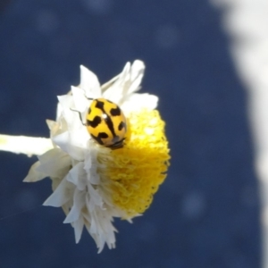 Coccinella transversalis at Molonglo Valley, ACT - 11 Nov 2018