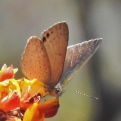 Erina hyacinthina (Varied Dusky-blue) at Paddys River, ACT - 11 Nov 2018 by JohnBundock