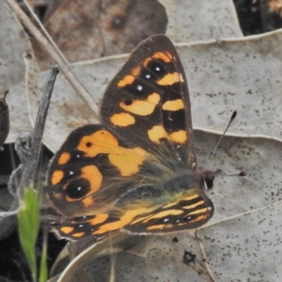 Argynnina cyrila (Forest Brown, Cyril's Brown) at Paddys River, ACT - 11 Nov 2018 by JohnBundock
