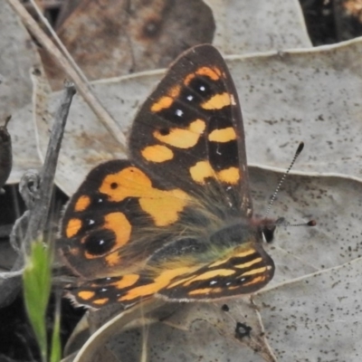 Argynnina cyrila (Forest brown, Cyril's brown) at Paddys River, ACT - 11 Nov 2018 by JohnBundock