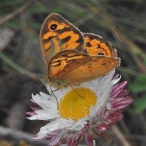 Heteronympha merope at Paddys River, ACT - 11 Nov 2018