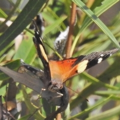 Vanessa itea (Yellow Admiral) at Paddys River, ACT - 11 Nov 2018 by JohnBundock