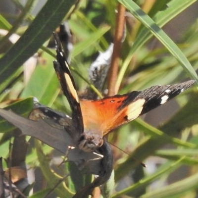 Vanessa itea (Yellow Admiral) at Paddys River, ACT - 11 Nov 2018 by JohnBundock