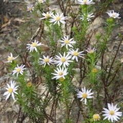 Olearia tenuifolia (Narrow-leaved Daisybush) at Tennent, ACT - 10 Nov 2018 by MatthewFrawley