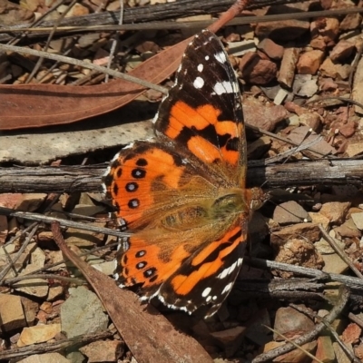 Vanessa kershawi (Australian Painted Lady) at Paddys River, ACT - 11 Nov 2018 by JohnBundock