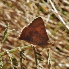 Paralucia aurifera (Bright Copper) at Tidbinbilla Nature Reserve - 11 Nov 2018 by JohnBundock