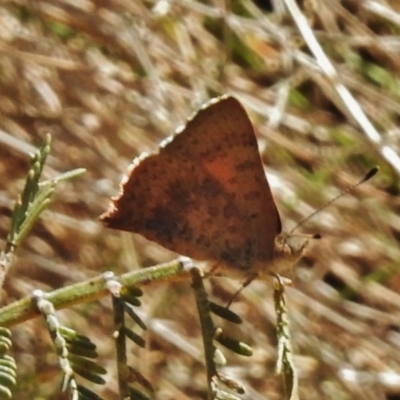 Paralucia aurifera (Bright Copper) at Tidbinbilla Nature Reserve - 11 Nov 2018 by JohnBundock