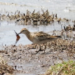 Calidris acuminata (Sharp-tailed Sandpiper) at Fyshwick, ACT - 10 Nov 2018 by MatthewFrawley