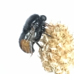 Pterodontia mellii (Hunchback Fly, Small-headed Fly) at Lyons, ACT - 11 Nov 2018 by RobynS