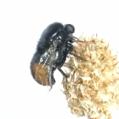 Pterodontia mellii (Hunchback Fly, Small-headed Fly) at Lyons, ACT - 11 Nov 2018 by RobynS