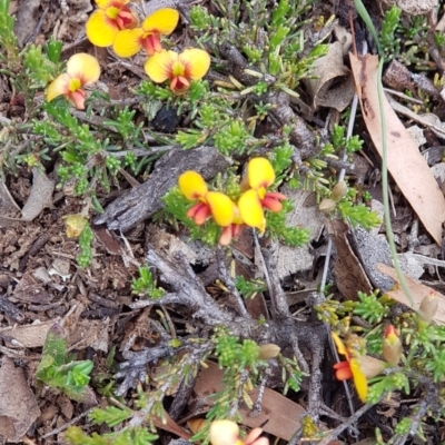 Dillwynia sericea (Egg And Bacon Peas) at Black Flat at Corrowong - 9 Nov 2018 by BlackFlat