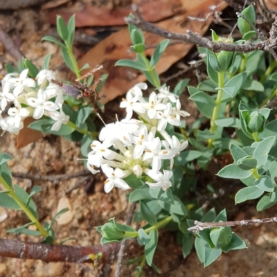 Pimelea linifolia subsp. linifolia (Queen of the Bush, Slender Rice-flower) at Black Flat at Corrowong - 9 Nov 2018 by BlackFlat