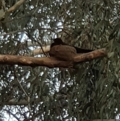 Corcorax melanorhamphos (White-winged Chough) at Corrowong, NSW - 11 Nov 2018 by BlackFlat