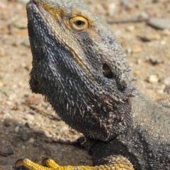 Pogona barbata (Eastern Bearded Dragon) at Hackett, ACT - 26 Oct 2018 by TimL