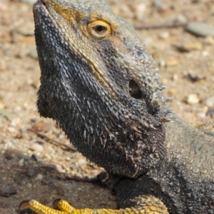 Pogona barbata at Hackett, ACT - suppressed