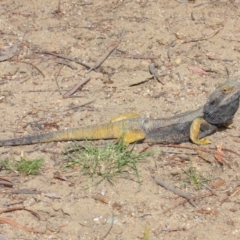 Pogona barbata at Hackett, ACT - suppressed