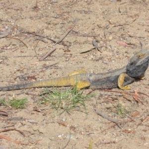 Pogona barbata at Hackett, ACT - suppressed