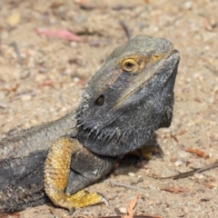 Pogona barbata at Hackett, ACT - suppressed