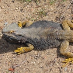 Pogona barbata at Hackett, ACT - suppressed