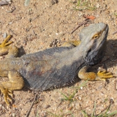 Pogona barbata at Hackett, ACT - suppressed