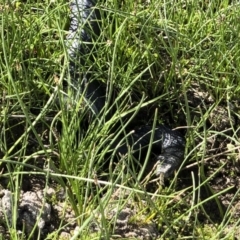 Pseudechis porphyriacus (Red-bellied Black Snake) at Michelago, NSW - 4 Nov 2018 by Illilanga