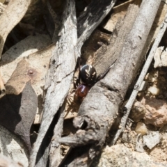 Habronestes bradleyi (Bradley's Ant-Eating Spider) at Michelago, NSW - 13 Oct 2018 by Illilanga