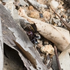 Habronestes bradleyi at Michelago, NSW - 13 Oct 2018