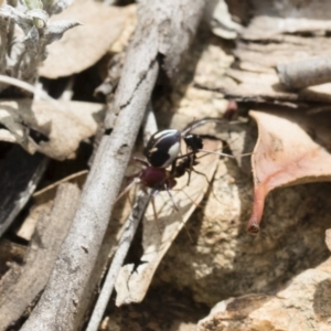 Habronestes bradleyi at Michelago, NSW - 13 Oct 2018