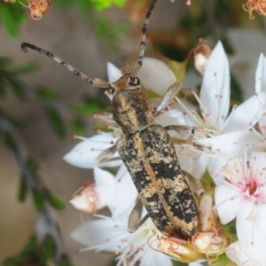 Pempsamacra dispersa at Manar, NSW - 9 Nov 2018 08:18 AM