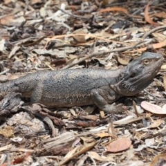 Pogona barbata (Eastern Bearded Dragon) at Acton, ACT - 10 Nov 2018 by TimL