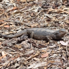 Pogona barbata at Acton, ACT - suppressed