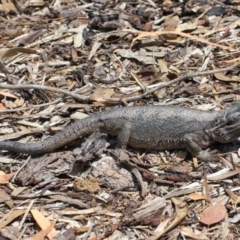 Pogona barbata at Acton, ACT - suppressed