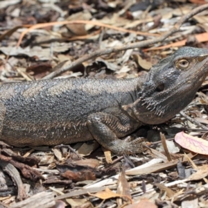 Pogona barbata at Acton, ACT - suppressed