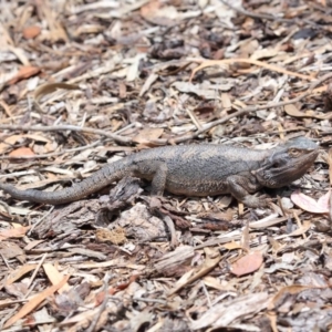 Pogona barbata at Acton, ACT - suppressed