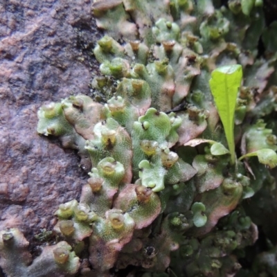 Marchantia sp. (genus) (A Liverwort) at Paddys River, ACT - 25 Oct 2018 by michaelb