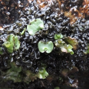 Marchantia sp. (genus) at Paddys River, ACT - 25 Oct 2018