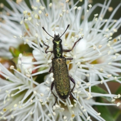 Eleale aspera (Clerid beetle) at Acton, ACT - 10 Nov 2018 by TimL