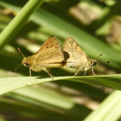 Ocybadistes walkeri (Green Grass-dart) at Kambah, ACT - 11 Nov 2018 by MatthewFrawley