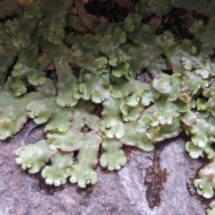 Marchantia sp. (genus) (A Liverwort) at Paddys River, ACT - 25 Oct 2018 by MichaelBedingfield