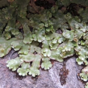 Marchantia sp. (genus) at Paddys River, ACT - 25 Oct 2018 07:09 PM